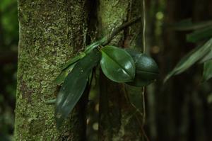 Phalaenopsis deliciosa