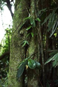 Phalaenopsis deliciosa