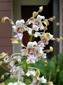 Dendrobium pseudoconanthum