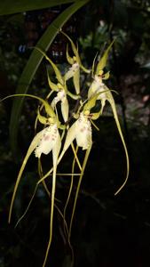 Brassia caudata