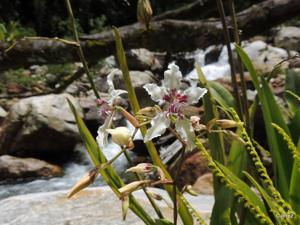 Cyrtochilum ramosissimum