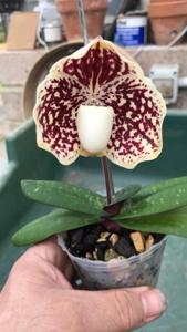 Paphiopedilum leucochilum