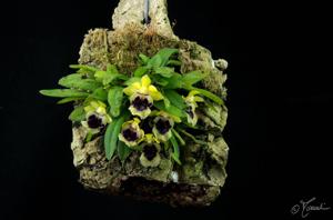 Gastrochilus retrocallus