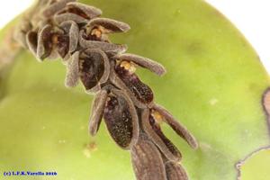Acianthera saurocephala