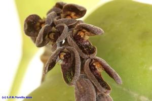 Acianthera saurocephala