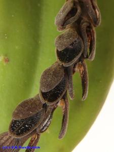 Acianthera saurocephala