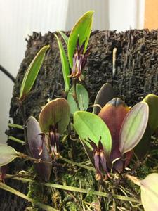 Trichosalpinx caudata