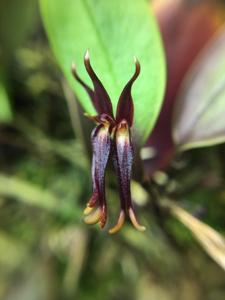 Trichosalpinx caudata