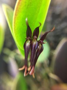 Trichosalpinx caudata