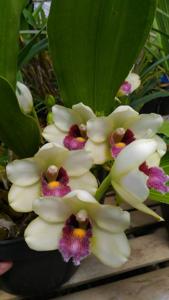 Bifrenaria harrisoniae