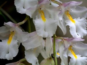 Rodriguezia bracteata