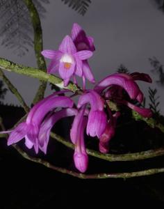 Dendrobium hasseltii