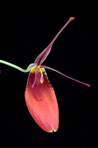 Restrepia cuprea