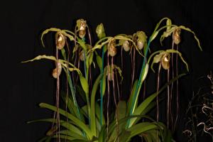 Phragmipedium caudatum