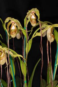 Phragmipedium caudatum