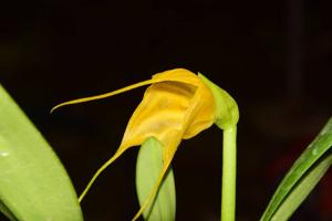 Masdevallia delhierroi