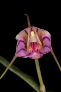 Masdevallia yungasensis