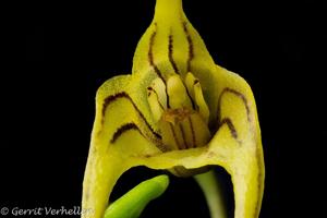 Masdevallia garciae