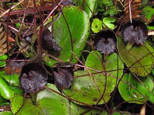 Corybas iridescens
