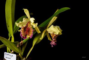 Cattleya dowiana var. aurea