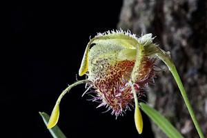 Diodonopsis erinacea