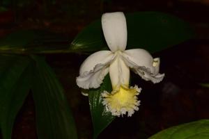 Sobralia virginalis