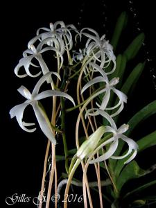 Ypsilopus amaniensis