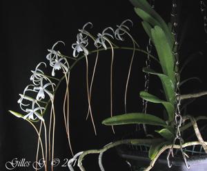 Ypsilopus amaniensis