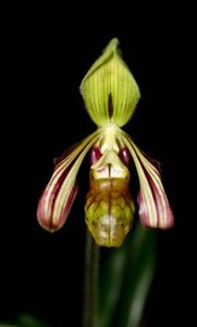 Paphiopedilum sangii