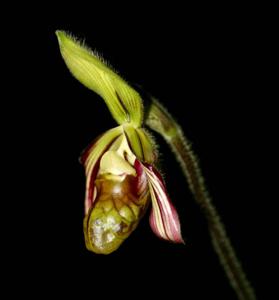 Paphiopedilum sangii