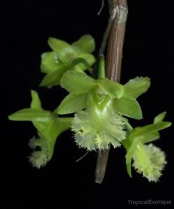 Dendrobium fimbrilabium