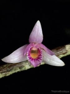 Dendrobium metrium