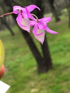 Barkeria naevosa