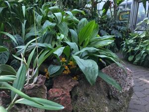 Lycaste aromatica