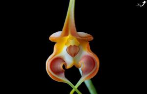 Masdevallia norops