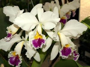 Cattleya labiata