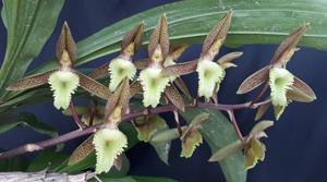 Catasetum juruenense