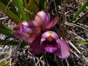 Bifrenaria tyrianthina