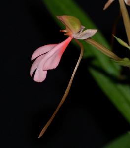 Habenaria rhodocheila