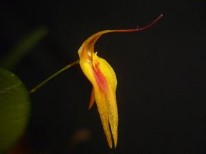 Lepanthes maxonii