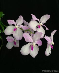 Vanda coerulea