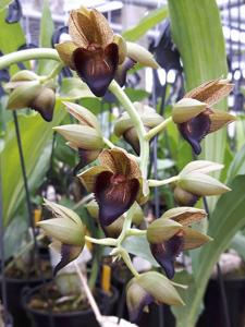 Catasetum socco