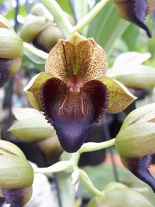 Catasetum socco