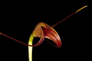 Masdevallia ustulata