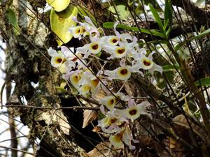 Dendrobium signatum