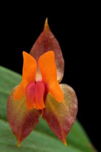 Lepanthes eciliata