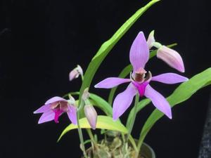 Ancistrochilus rothschildianus