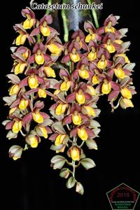 Catasetum schunkei