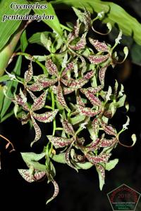 Cycnoches pentadactylon