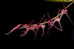 Lepanthopsis peniculus